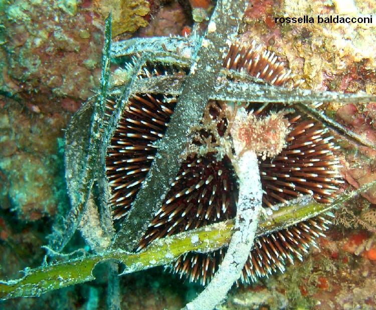 La Posidonia oceanica